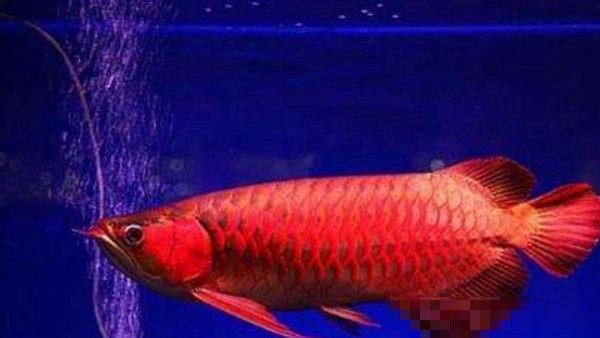 定襄紅龍魚和黃龍魚的區別（紅龍魚和黃龍魚有什么區別？） 定襄紅龍魚和黃龍魚的區別（紅龍魚和黃龍魚有什么區別？） 觀賞魚百科 第1張