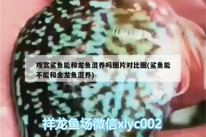 鸚鵡魚和銀龍魚混養怎樣喂食 觀賞鯊魚能和龍魚混養嗎圖片對比圖(鯊魚能不能和金龍魚混養)(觀賞鯊魚能和金龍魚混養嗎) 觀賞魚百科 觀賞鯊魚能和龍魚混養嗎圖片對比圖(鯊魚能不能和金龍魚混養)(觀賞鯊魚能和金龍魚混養嗎) 觀賞鯊魚能和龍魚混養嗎圖片對比圖(鯊魚能不能和金龍魚混養)(觀賞鯊魚能和金龍魚混養嗎) 觀賞魚百科