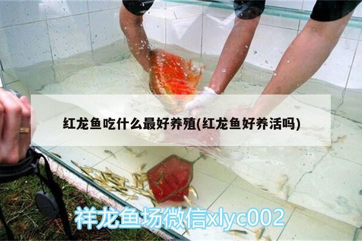飛鳳魚怎樣讓它不吸魚（飛鳳魚怎樣讓它不吸魚缸）（飛鳳魚吸魚怎么辦）