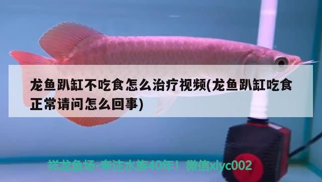 龍魚趴缸不吃食怎么治療視頻(龍魚趴缸吃食正常請問怎么回事)（龍魚老是趴缸不吃食怎么辦）