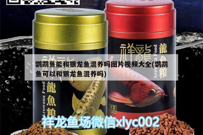 鸚鵡魚能和銀龍魚混養嗎圖片視頻大全(鸚鵡魚可以和銀龍魚混養嗎)（鸚鵡魚可以和銀龍魚混養嗎） 鸚鵡魚能和銀龍魚混養嗎圖片視頻大全(鸚鵡魚可以和銀龍魚混養嗎)（鸚鵡魚可以和銀龍魚混養嗎） 觀賞魚百科
