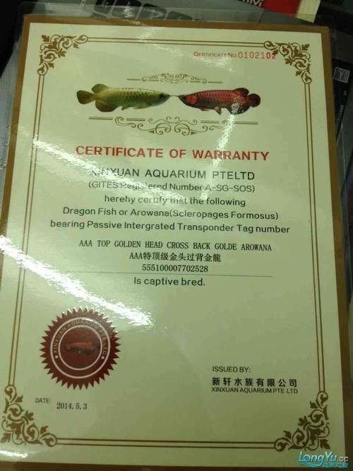 龍魚證書真假最簡單三個步驟（如何鑒別龍魚證書的真偽？）