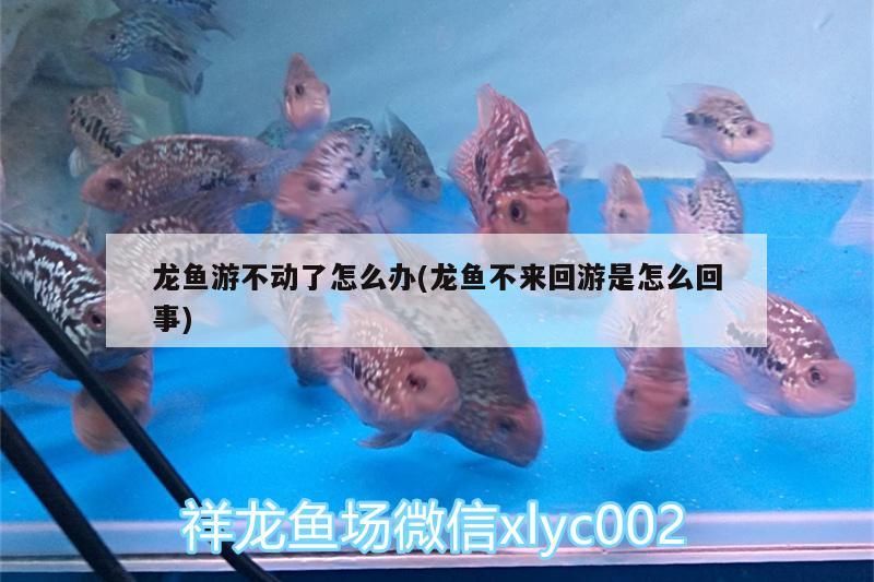龍魚游不動了怎么辦(龍魚不來回游是怎么回事)（祥龍魚游不動了怎么辦，龍魚游不動了怎么辦）