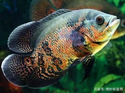 比較好養(yǎng)觀賞魚(yú)（如何選擇觀賞魚(yú)類(lèi)？） 比較好養(yǎng)觀賞魚(yú)（如何選擇觀賞魚(yú)類(lèi)？） 觀賞魚(yú)百科 第3張