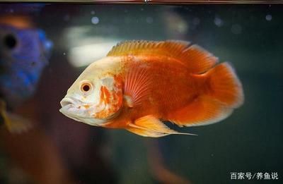 比較好養(yǎng)觀賞魚(yú)（如何選擇觀賞魚(yú)類(lèi)？） 比較好養(yǎng)觀賞魚(yú)（如何選擇觀賞魚(yú)類(lèi)？） 觀賞魚(yú)百科 第4張