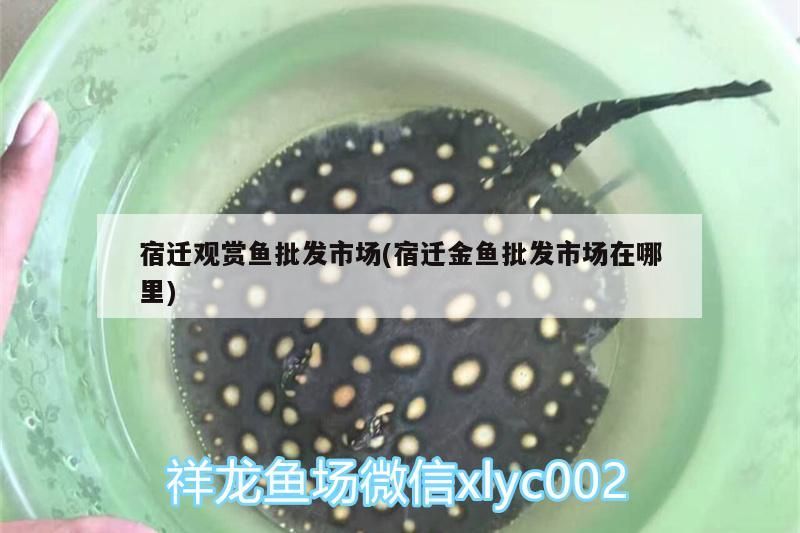 龍魚干蝦有營養嗎 宿遷觀賞魚批發市場(宿遷金魚批發市場在哪里)(上海花鳥市場) 觀賞魚百科 宿遷觀賞魚批發市場(宿遷金魚批發市場在哪里)(上海花鳥市場) 宿遷觀賞魚批發市場(宿遷金魚批發市場在哪里)(上海花鳥市場) 觀賞魚百科