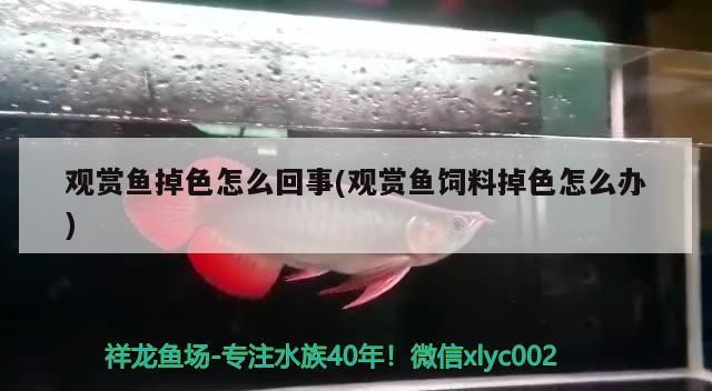 觀賞魚掉色怎么回事(觀賞魚飼料掉色怎么辦)（漸穩定,觀賞魚掉色怎么回事(觀賞魚掉色怎么回事）