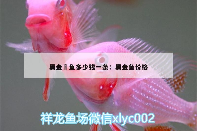 黑金魟魚多少錢一條:黑金魚價格（黑金魟魚多少錢一條和黑金魚價格）