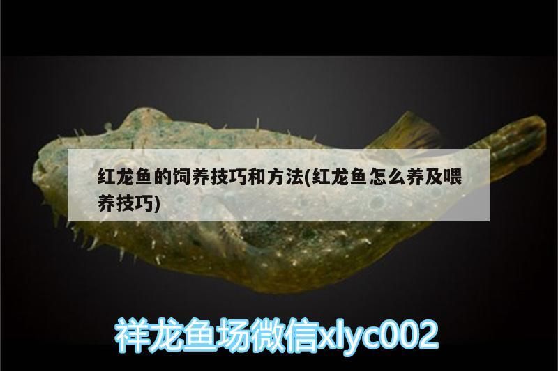 紅龍魚的飼養(yǎng)技巧和方法(紅龍魚怎么養(yǎng)及喂養(yǎng)技巧)（紅龍魚怎么養(yǎng)及喂養(yǎng)技巧和方法介紹紅龍魚的飼養(yǎng)技巧和方法）