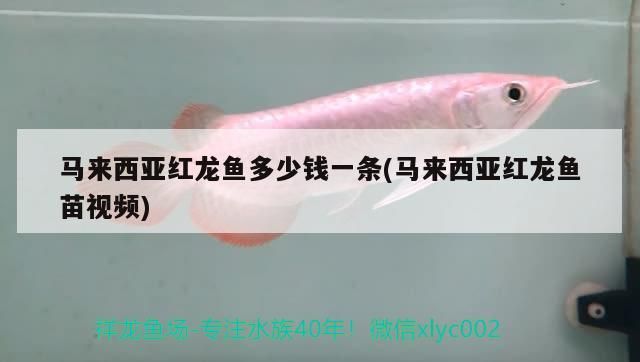 馬來(lái)西亞紅龍魚(yú)多少錢(qián)一條(馬來(lái)西亞紅龍魚(yú)苗視頻)（馬來(lái)西亞紅龍魚(yú)多少錢(qián)一條）