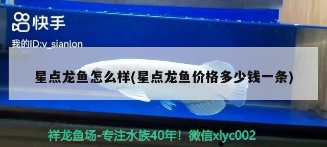 魚(yú)缸 星點(diǎn)龍魚(yú)怎么樣(星點(diǎn)龍魚(yú)價(jià)格多少錢(qián)一條)(星點(diǎn)龍魚(yú)怎么樣和星點(diǎn)龍魚(yú)價(jià)格多少錢(qián)一條對(duì)應(yīng)的信息) 觀(guān)賞魚(yú)百科 星點(diǎn)龍魚(yú)怎么樣(星點(diǎn)龍魚(yú)價(jià)格多少錢(qián)一條)(星點(diǎn)龍魚(yú)怎么樣和星點(diǎn)龍魚(yú)價(jià)格多少錢(qián)一條對(duì)應(yīng)的信息) 星點(diǎn)龍魚(yú)怎么樣(星點(diǎn)龍魚(yú)價(jià)格多少錢(qián)一條)(星點(diǎn)龍魚(yú)怎么樣和星點(diǎn)龍魚(yú)價(jià)格多少錢(qián)一條對(duì)應(yīng)的信息) 觀(guān)賞魚(yú)百科