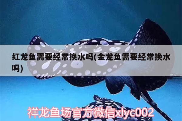 紅龍魚需要經常換水嗎(金龍魚需要經常換水嗎)（紅龍魚和金龍魚需要經常換水嗎，紅龍魚需要經常換水嗎） 紅龍魚需要經常換水嗎(金龍魚需要經常換水嗎)（紅龍魚和金龍魚需要經常換水嗎，紅龍魚需要經常換水嗎） 觀賞魚百科