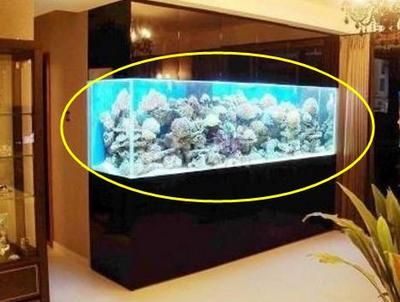 龍魚混養魚推薦品種大全視頻（龍魚混養視頻大全集）（養龜新手入坑，如何選擇適合的寵物龜？） 龍魚混養魚推薦品種大全視頻（龍魚混養視頻大全集）（養龜新手入坑，如何選擇適合的寵物龜？） 觀賞魚百科