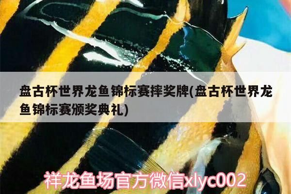 盤(pán)古杯世界龍魚(yú)錦標(biāo)賽摔獎(jiǎng)牌(盤(pán)古杯世界龍魚(yú)錦標(biāo)賽頒獎(jiǎng)典禮)（張偉麗盤(pán)古杯世界龍魚(yú)錦標(biāo)賽摔獎(jiǎng)牌和盤(pán)古杯世界龍魚(yú)錦標(biāo)賽摔獎(jiǎng)牌）