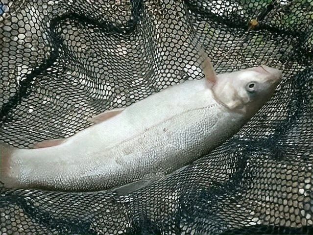 四川最貴的淡水魚（四川最貴的淡水魚是石巴子、石爬子、石爬子、石爬[需手動填充]）
