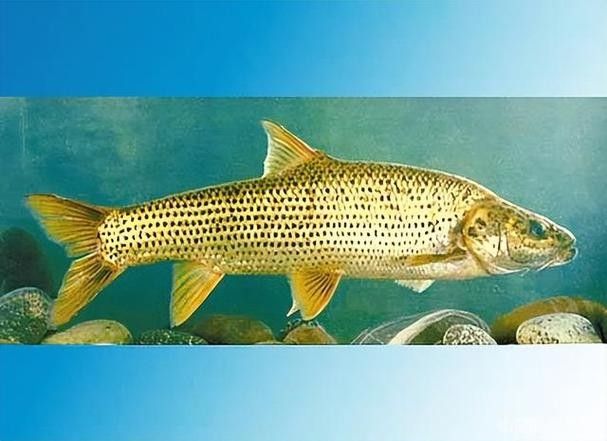 四川最貴的淡水魚（四川最貴的淡水魚是石巴子、石爬子、石爬子、石爬[需手動填充]）
