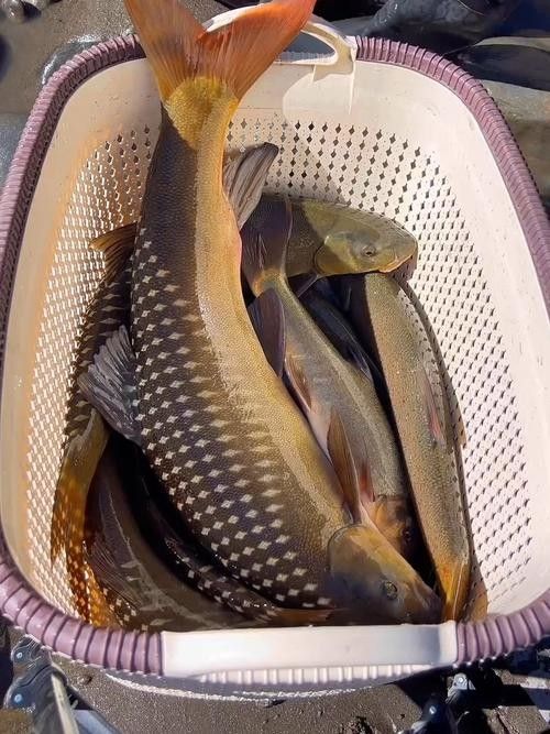 四川最貴的淡水魚（四川最貴的淡水魚是石巴子、石爬子、石爬子、石爬[需手動填充]）