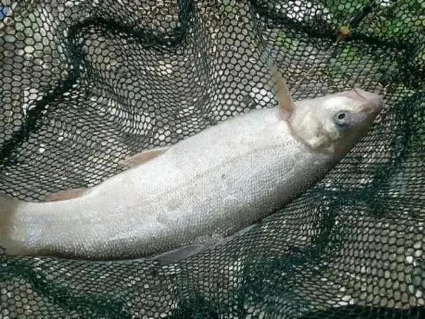 四川最貴的淡水魚（四川最貴的淡水魚是石巴子、石爬子、石爬子、石爬[需手動填充]）