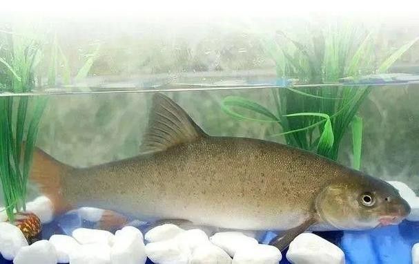 四川最貴的淡水魚（四川最貴的淡水魚是石巴子、石爬子、石爬子、石爬[需手動填充]）