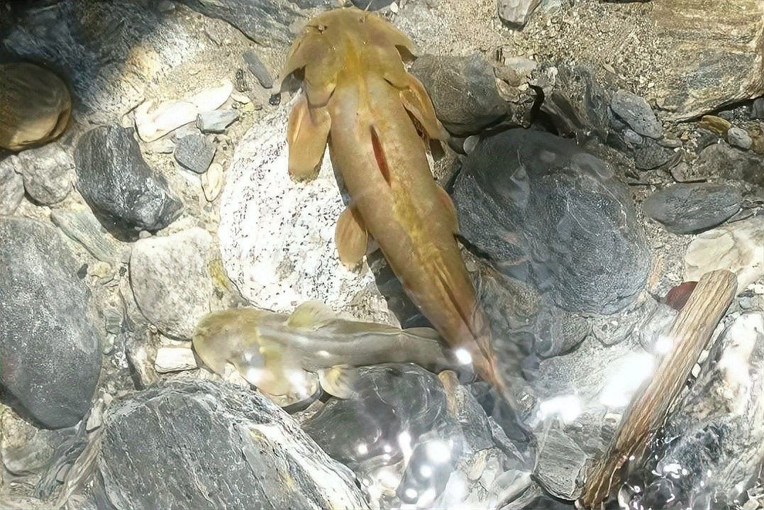 四川最貴的淡水魚（四川最貴的淡水魚是石巴子、石爬子、石爬子、石爬[需手動填充]）