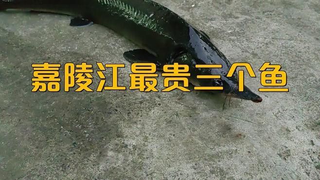四川最貴的淡水魚（四川最貴的淡水魚是石巴子、石爬子、石爬子、石爬[需手動填充]）
