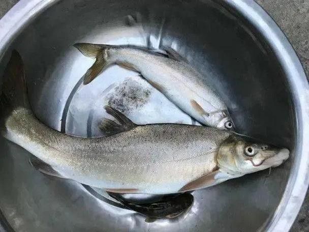 四川最貴的淡水魚（四川最貴的淡水魚是石巴子、石爬子、石爬子、石爬[需手動填充]）