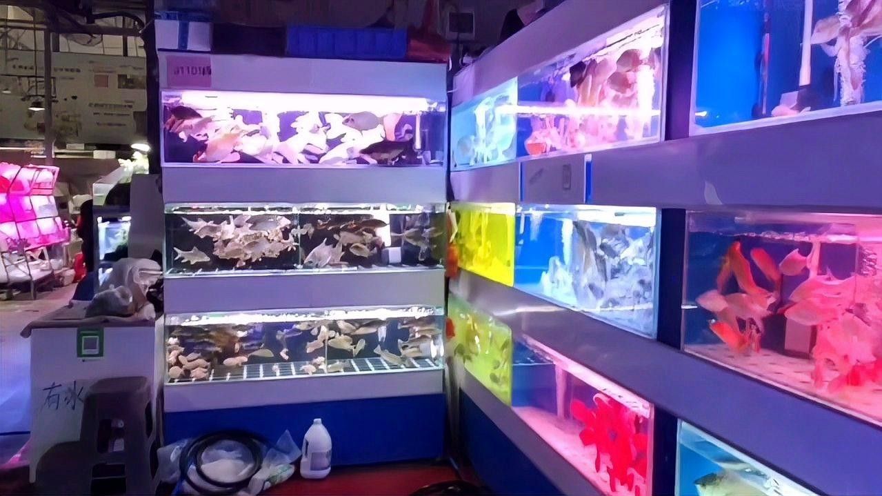 鸚鵡魚和招財魚的區別（招財魚和鸚鵡魚的區別）
