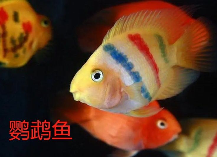鸚鵡魚和招財魚的區別（招財魚和鸚鵡魚的區別）