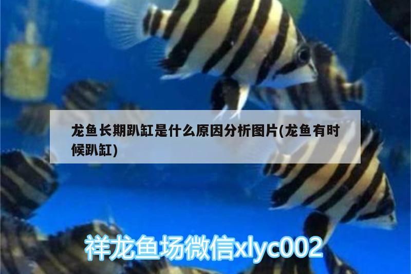 龍魚長期趴缸是什么原因分析圖片(龍魚有時候趴缸)（龍魚長期趴缸是什么原因）