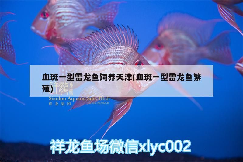 血斑一型雷龍魚飼養天津(血斑一型雷龍魚繁殖)（血斑一型雷龍魚如何飼養？）