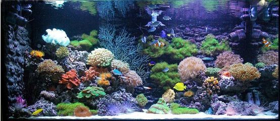 水族品牌哪個品牌好用：水族品牌排名（國產水族品牌哪個好）
