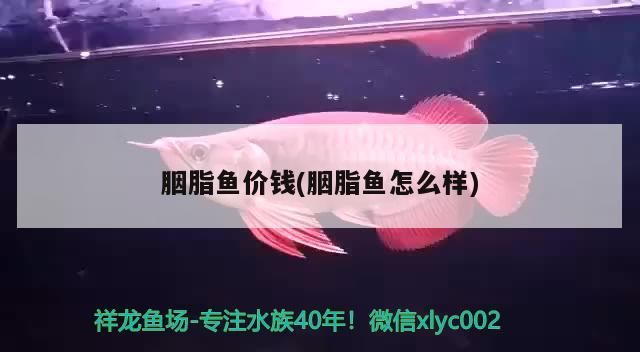 胭脂魚價錢(胭脂魚怎么樣)（胭脂魚價錢知識分享胭脂魚價錢的知識，別忘了關注祥龍魚場哦） 胭脂魚價錢(胭脂魚怎么樣)（胭脂魚價錢知識分享胭脂魚價錢的知識，別忘了關注祥龍魚場哦） 觀賞魚百科