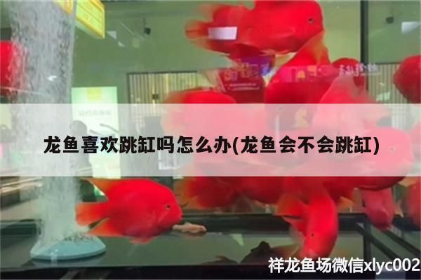 白色的金龍魚叫什么魚名字(白色金龍魚是什么樣子的)（金龍魚喜歡跳缸怎么辦，金龍魚跳缸的飼養注意事項）