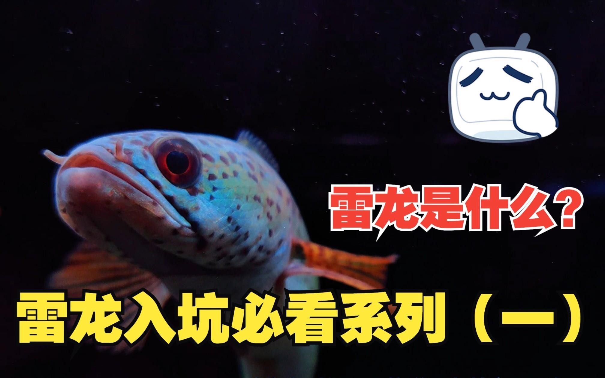 雷龍魚是什么魚（嗶哩嗶哩雷龍入坑前必看系列） 雷龍魚是什么魚（嗶哩嗶哩雷龍入坑前必看系列） 觀賞魚百科 第1張