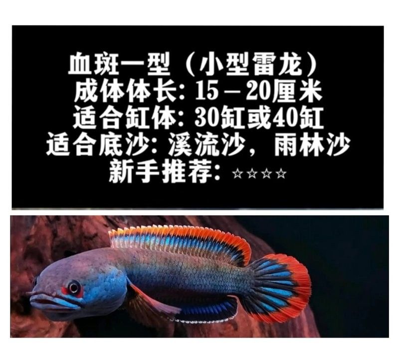 雷龍魚是什么魚（嗶哩嗶哩雷龍入坑前必看系列） 雷龍魚是什么魚（嗶哩嗶哩雷龍入坑前必看系列） 觀賞魚百科 第2張