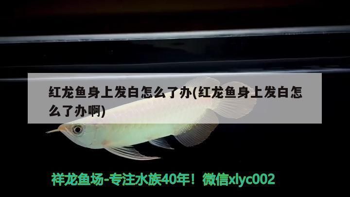 紅龍魚身上發(fā)白怎么了辦(紅龍魚身上發(fā)白怎么了辦啊)（紅龍魚身上發(fā)白怎么了辦）