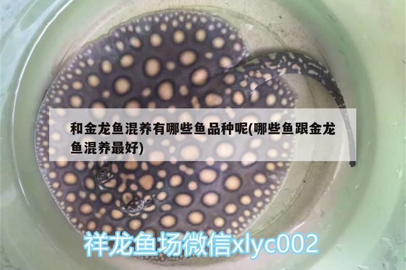 和金龍魚混養有哪些魚品種呢(哪些魚跟金龍魚混養最好)（金龍魚和金龍魚混養有哪些魚混養最好跟什么魚一起養最好）