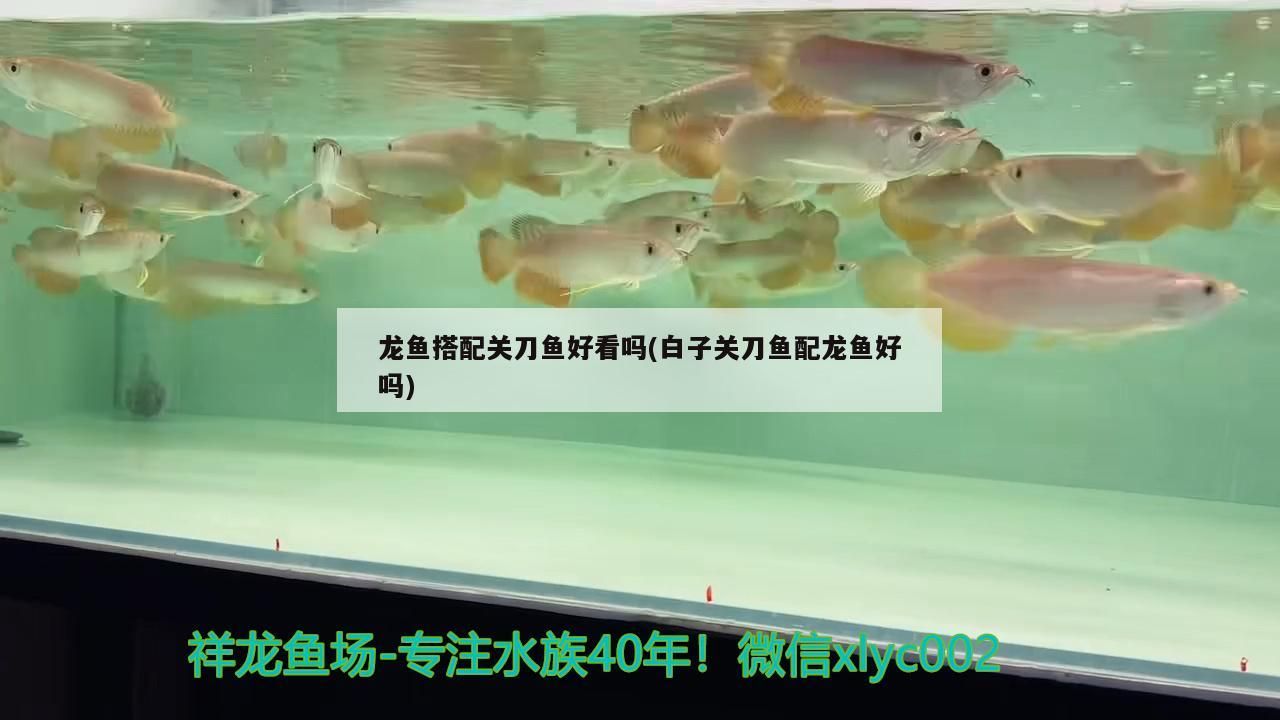 龍魚搭配關刀魚好看嗎(白子關刀魚配龍魚好嗎)（龍魚搭配關刀魚好看嗎）