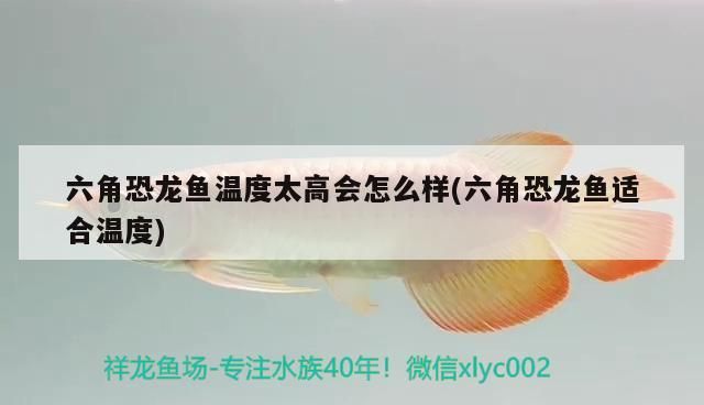 六角恐龍魚(yú)溫度太高會(huì)怎么樣(六角恐龍魚(yú)適合溫度)（六角恐龍魚(yú)溫度太高會(huì)怎么樣） 六角恐龍魚(yú)溫度太高會(huì)怎么樣(六角恐龍魚(yú)適合溫度)（六角恐龍魚(yú)溫度太高會(huì)怎么樣） 觀賞魚(yú)百科