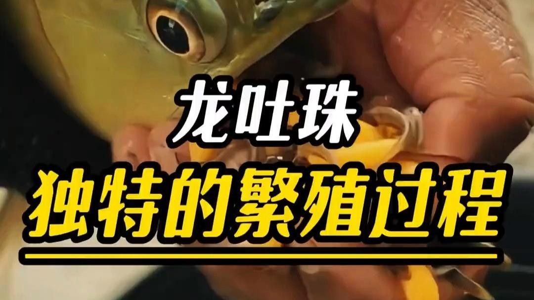 元氏龍魚（元氏龍魚的養(yǎng)殖技術(shù)）