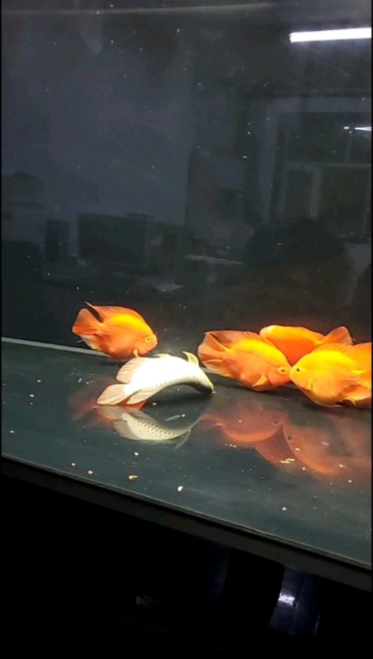 哎救不活了謝謝大家（哎救不活了謝謝大家，本文旨在探討當前社會環境下個體面臨的挑戰）