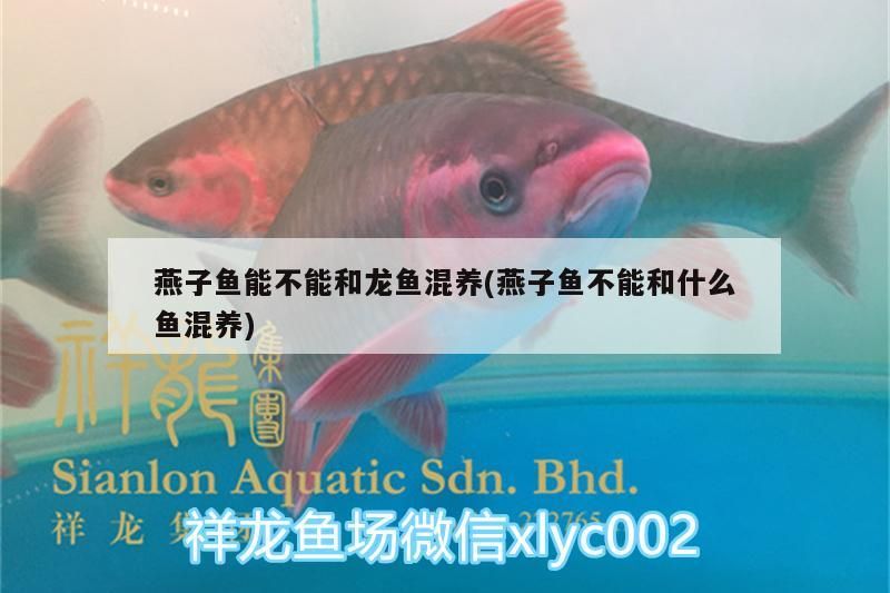 魚缸用增氧泵價格是多少:魚缸增氧機-xtrac增氧機-xtrac增氧機 燕子魚能不能和龍魚混養(燕子魚不能和什么魚混養)(燕子魚能不能和龍魚混養) 觀賞魚百科 燕子魚能不能和龍魚混養(燕子魚不能和什么魚混養)(燕子魚能不能和龍魚混養) 燕子魚能不能和龍魚混養(燕子魚不能和什么魚混養)(燕子魚能不能和龍魚混養) 觀賞魚百科
