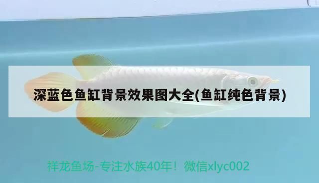 深藍(lán)色魚缸背景效果圖大全(魚缸純色背景)（深藍(lán)色魚缸背景效果圖大全，）