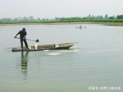 龍魚最近老是撞缸怎么回事（為什么龍魚最近老是撞缸？）