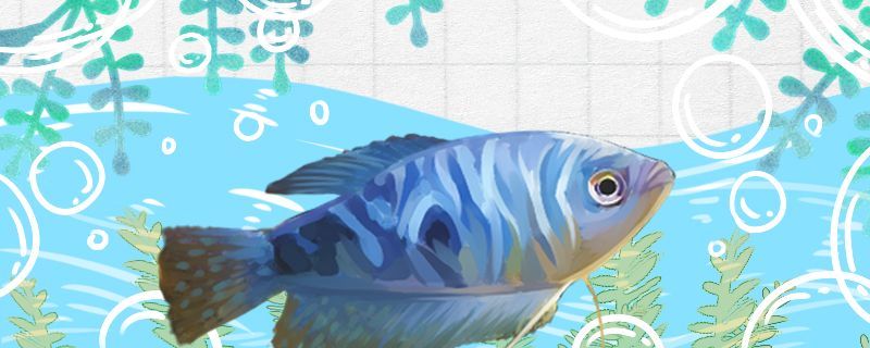 魚缸 藍曼龍怎么繁殖繁殖時吃小魚嗎(藍曼龍怎么繁殖繁殖吃小魚嗎) 觀賞魚百科 藍曼龍怎么繁殖繁殖時吃小魚嗎(藍曼龍怎么繁殖繁殖吃小魚嗎) 藍曼龍怎么繁殖繁殖時吃小魚嗎(藍曼龍怎么繁殖繁殖吃小魚嗎) 觀賞魚百科