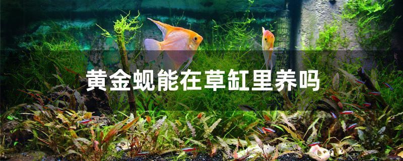 太原賣觀賞魚的地方有哪些店 太原賣觀賞魚的地方有哪些店鋪（太原賣觀賞魚的地方有哪些？） 太原賣觀賞魚的地方有哪些店 太原賣觀賞魚的地方有哪些店鋪（太原賣觀賞魚的地方有哪些？） 觀賞魚百科 第1張
