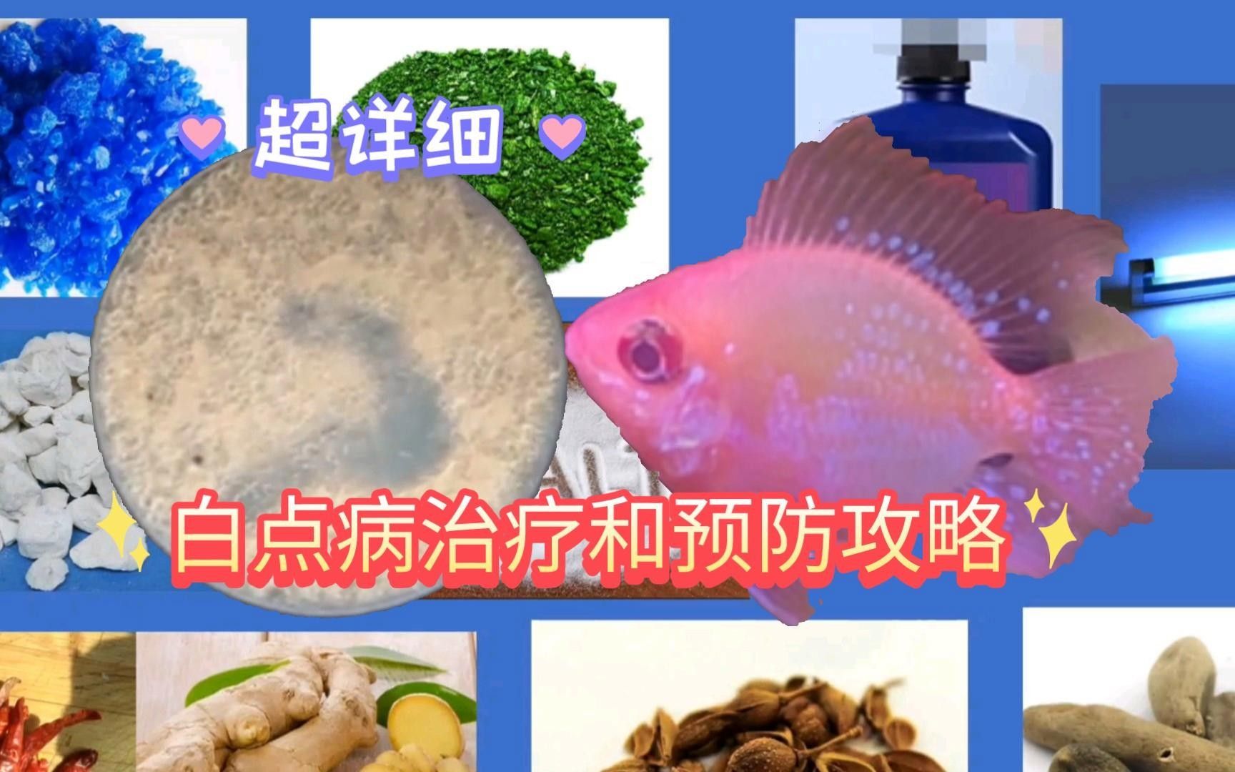 白子銀版魚病最怕三個地方（如何防治白子銀版魚?。? title=