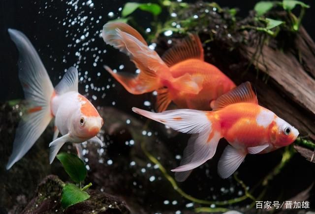 觀賞魚金魚怎么養(yǎng)才能活（金魚的飼養(yǎng)方法）