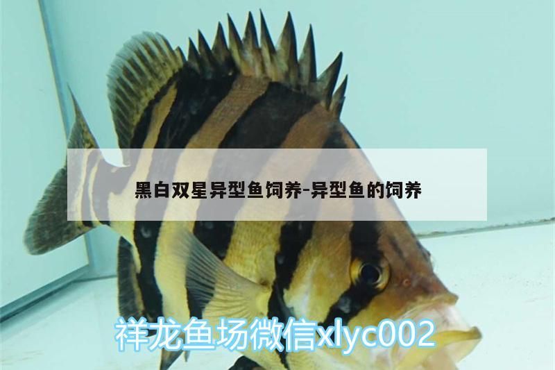 黑白雙星異型魚飼養:異型魚的飼養（如何飼養黑白雙星異型魚）