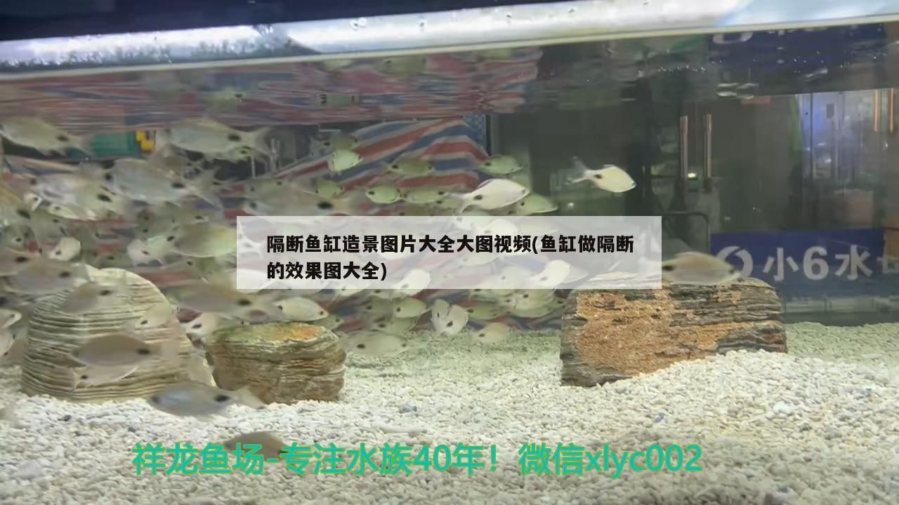 隔斷魚缸造景圖片大全大圖視頻(魚缸做隔斷的效果圖大全)（隔斷魚缸造景圖片大全） 隔斷魚缸造景圖片大全大圖視頻(魚缸做隔斷的效果圖大全)（隔斷魚缸造景圖片大全） 觀賞魚百科